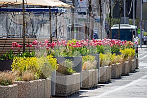 Tulips in the landscaping of the city.