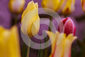 Tulips on the light photo