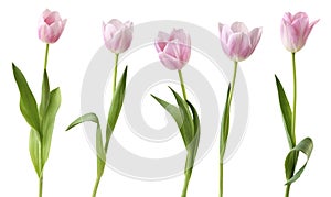 Tulips LiliengewÃÂ¤chse, Liliaceae isolated on white background photo