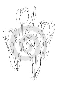 Tulips line arts plant hand drawn vector