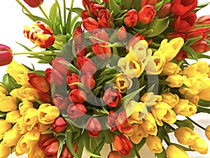 Tulips. Lots of tulips. Bouquet of red and yellow tulips on a white background