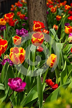 Tulips on the Magnificent Mile