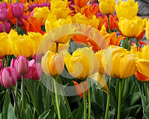 Tulips Of Many Colours In Spring