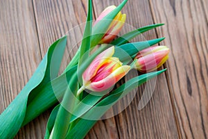 Tulips on March 8th. Pink-yellow buds on a wooden background