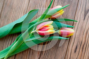 Tulips on March 8th. Pink-yellow buds on a wooden background