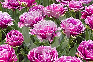 Tulips of the Mascotte species. photo