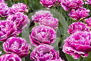 Tulips of the Mascotte species. photo