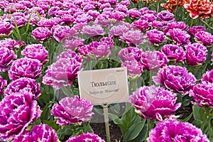 Tulips of the Mascotte species. photo