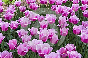 Tulips of the Matchmaker species