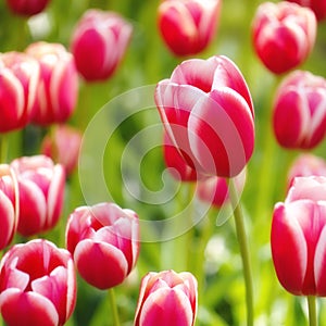 Tulips meadow spring