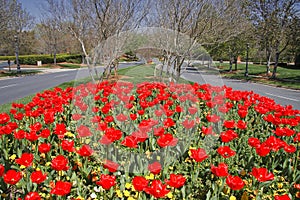 Tulips in the Median by the Street