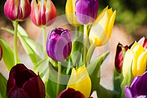 Tulips mixed colours in a spring garden border