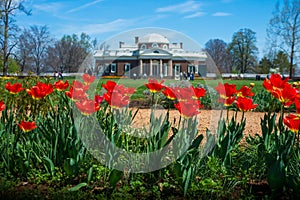 Tulips With Monticello Estate in Distance