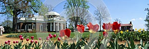 Tulips and Monticello in spring