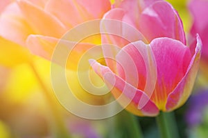 Tulips in morning sunlight, sweet soft blurry flower background