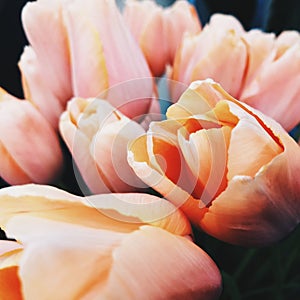 Tulips are the most spring flowers