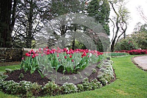 Tulips with nature