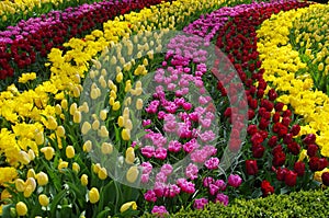 Tulips, Netherlands