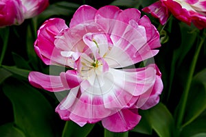 Tulips in Netherlands