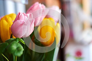 Tulips on a neutral background. Spring flowers. Postcard for Valentine`s Day, Women`s Day and Mother`s Day.