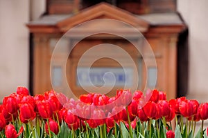 Tulips in New York building