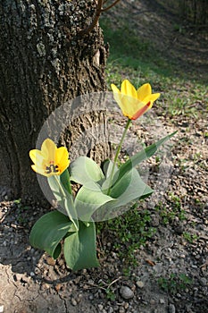 Tulipány další na strom 