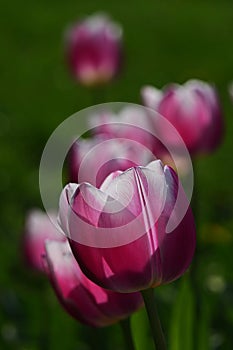 Tulips of Ollioules hybrid kind, also called Darwin Hybrid Tulip, in afternoon sunshine