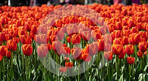 Tulips open in the park