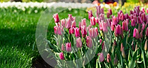 Tulips open in the park