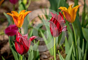 Tulips orange and red