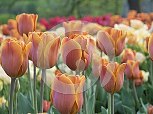 Tulips