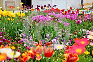 Tulips and other colorful flowers blooming in the Indian Char Bagh Garden in Hamilton Gardens