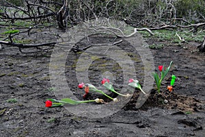 Tulips over burned ground
