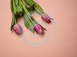 Tulips over a pink background