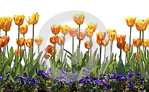 Tulips and Pansies photo