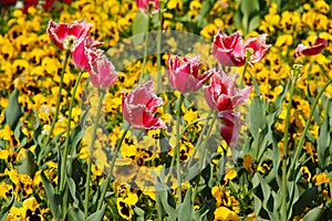 Tulips and pansies