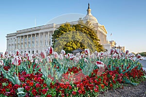 Washington DC Tulips Pansies US Capitol Building Spring