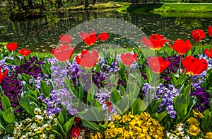 Tulips pansies and violas together