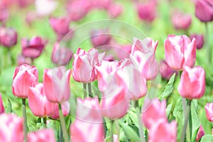 Tulips in park of Amsterdam