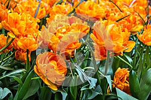 Tulips, park Keukenhof, flower garden, Holland