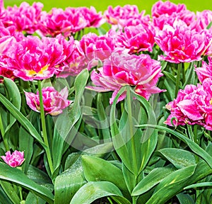 Tulips park Keukenhof - flower garden, Holland