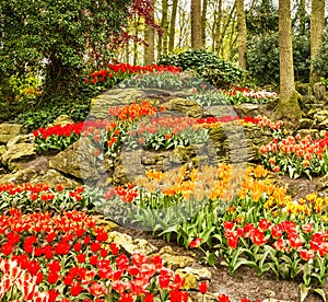 Tulips park Keukenhof - largest flower garden in Europe, Holland