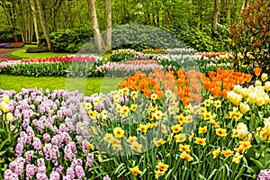 Tulips park Keukenhof - largest flower garden in Europe, Holland