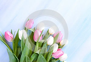 Tulips on pastel blue watercolor background