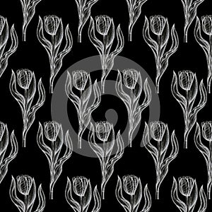 Tulips pattern isolated black background