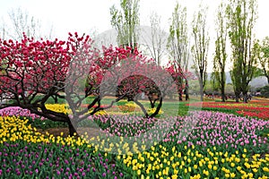 Tulips and Peach Blossoms In Garden Spring