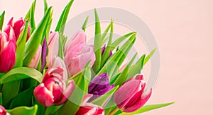 Tulips on pink background