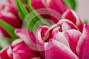Tulips on pink background