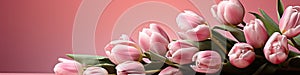 tulips on pink background, copy space Card for Mothers day, 8 March, Happy Easter. Waiting for spring