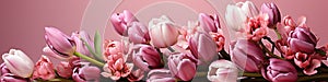 tulips on pink background, copy space Card for Mothers day, 8 March, Happy Easter. Waiting for spring